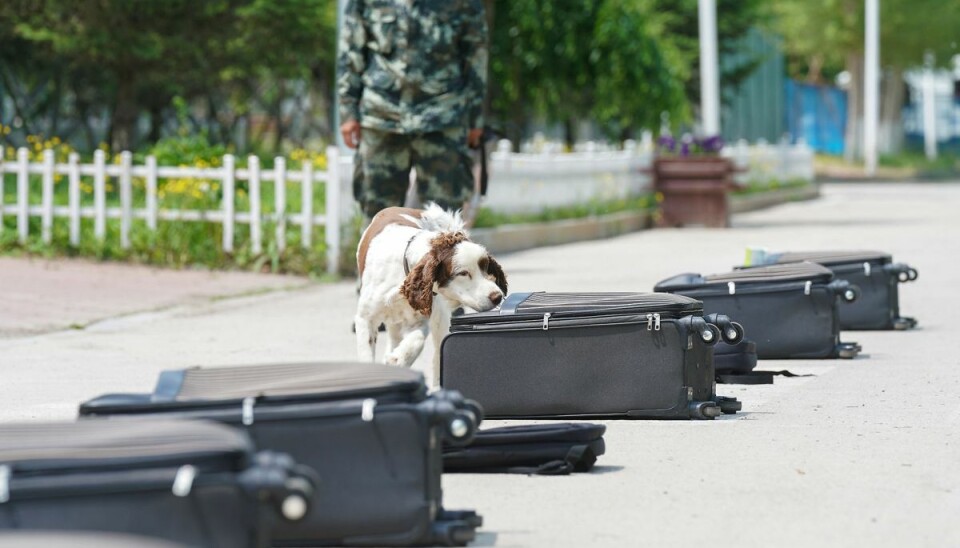 Sælger politihundene: De vil ikke bide Træning af politihunde i Kina. Men hundene skal lystre - ellers ryger de ud. Arkivfoto: TPG via ZUMA Press
