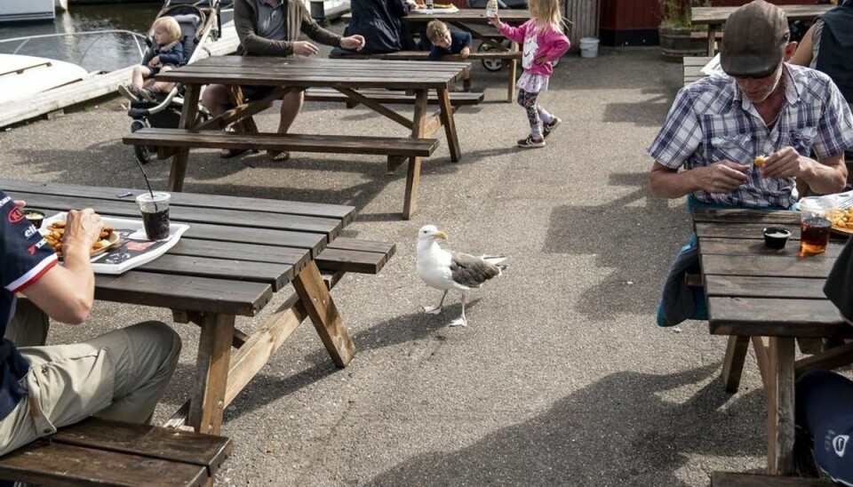 ET nyt studie har vist, at der er større sandsynlighed for, at måger stikker af, hvis du kigger på dem. Foto: Mads Claus Rasmussen/Ritzau Scanpix