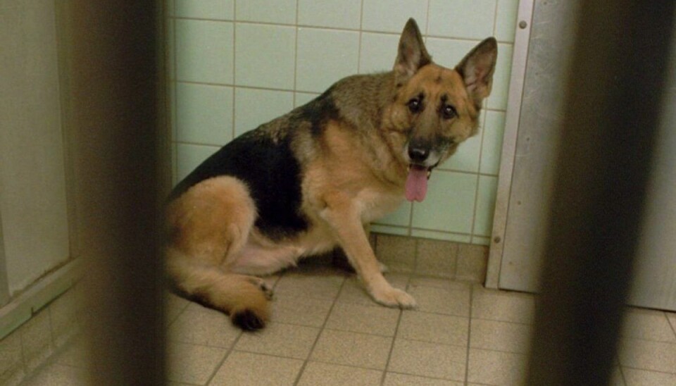 Politiet har ladet en hund aflive, efter den angreb en dreng. Politiet har ladet en hund aflive, efter den angreb en dreng.