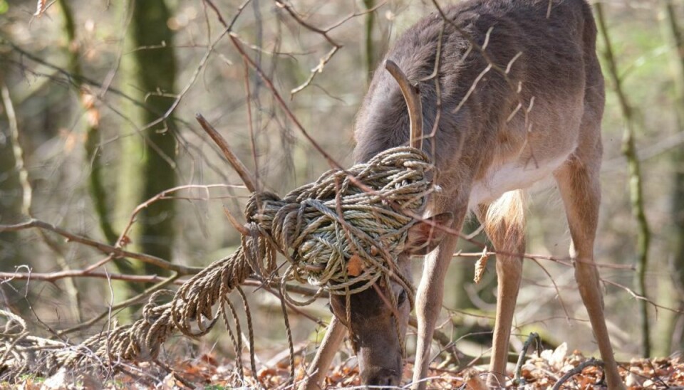 Når affald bliver smidt i naturen, kan det være en regulær dødsdom for mange dyr. KLIK FOR MERE. Foto: Dyrenes Beskyttelse Når affald bliver smidt i naturen, kan det være en regulær dødsdom for mange dyr. KLIK FOR MERE. Foto: Dyrenes Beskyttelse