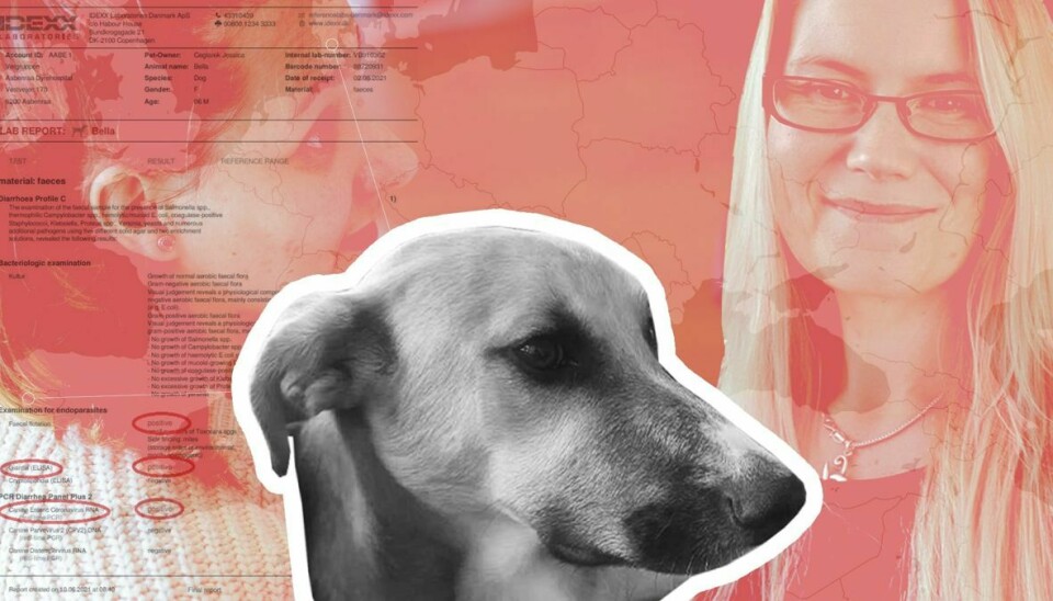 Nonprofitforeningen New Hope importerer hunde med smitsomme sygdomme og skriver usandheder i annoncer.