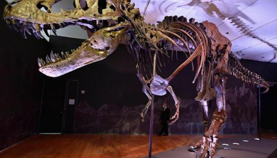 Nu kan du købe “Stan” Lige netop Stans skelet har været brugt til at lave flere modeller af t-rex-skeletter verden over. Her ses “Stan” selv dog. Foto: Angela Weiss/AFP