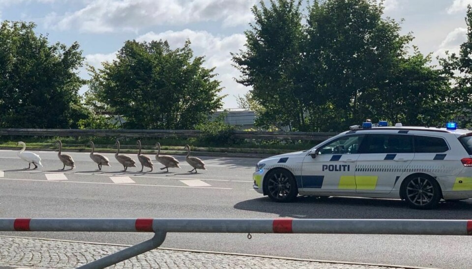 En patrulje hjalp torsdag en svanefamilie over Fynsvej i Kolding. KLIK VIDERE OG SE FLERE BILLEDER. Foto: Presse-fotos.dk