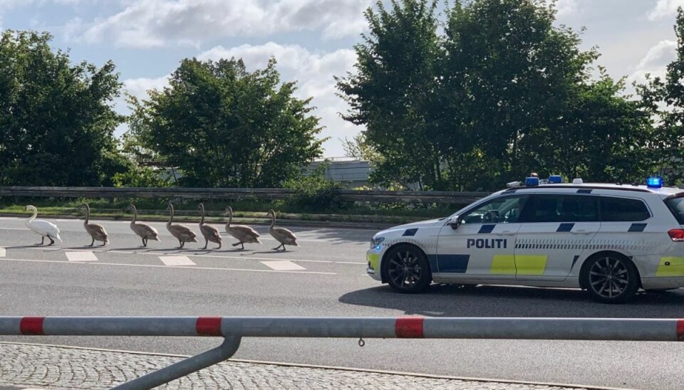 En patrulje hjalp torsdag en svanefamilie over Fynsvej i Kolding. KLIK VIDERE OG SE FLERE BILLEDER. Foto: Presse-fotos.dk En patrulje hjalp torsdag en svanefamilie over Fynsvej i Kolding. KLIK VIDERE OG SE FLERE BILLEDER. Foto: Presse-fotos.dk