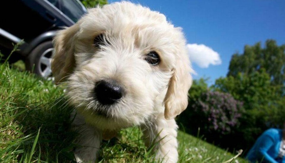 Se listen: Dette må du du aldrig give din hund