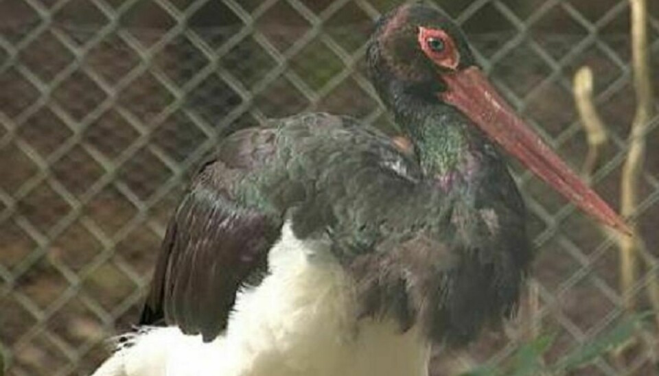 Den sorte stork “Fagin” har en stor beskyttertrang overfor sin storke-hustru. Det har udløst påbud fra Arbejdstilsynet. Foto: TV2 Østjylland.