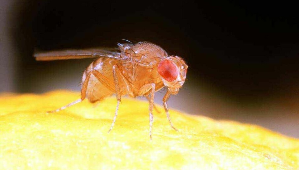 Frygtede insekter hærger: Sådan slipper du