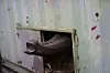 Den 39-årige hanelefant Naing ankom onsdag morgen til Zoologisk Have i en container, som dog tillad ham at snuse lidt til de nye omgivelser. Foto: Emil Helms/Scanpix
