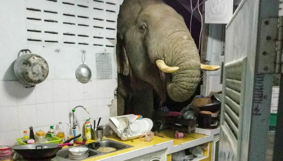 En thailandsk kvinde får pludselig besøg i sit køkken af en sulten elefant, som er på jagt efter mad.