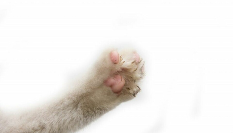 Død kat fundet med brandskader
