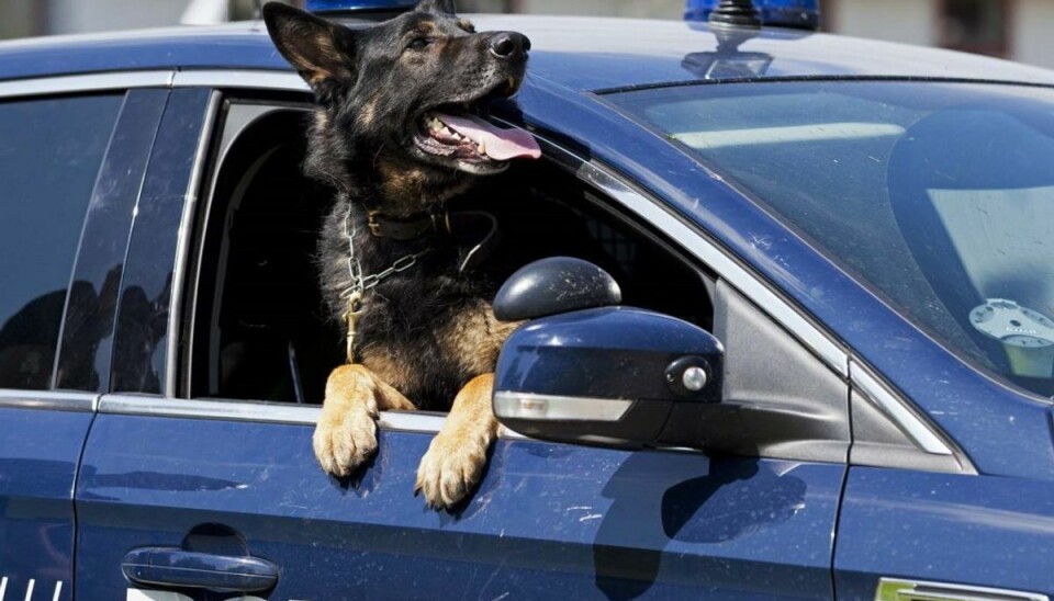 Hund udviste næse for at finde ulovligheder Politihundens næse kom politiet til hjælp. Genrefoto.