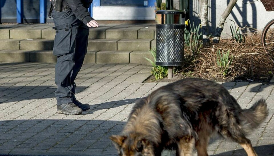 To politihunde havde en stor aktie i, at en røver blev fanget. (Bemærk, billede er arkivfoto – og ikke en af de omtalte hunde). Foto: Bax Lindhardt.
