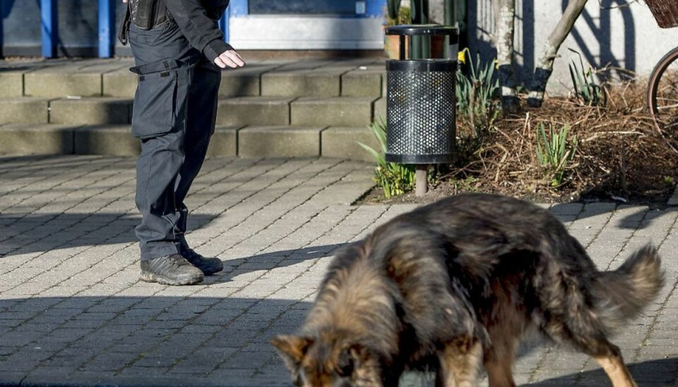 To politihunde havde en stor aktie i, at en røver blev fanget. (Bemærk, billede er arkivfoto – og ikke en af de omtalte hunde). Foto: Bax Lindhardt.