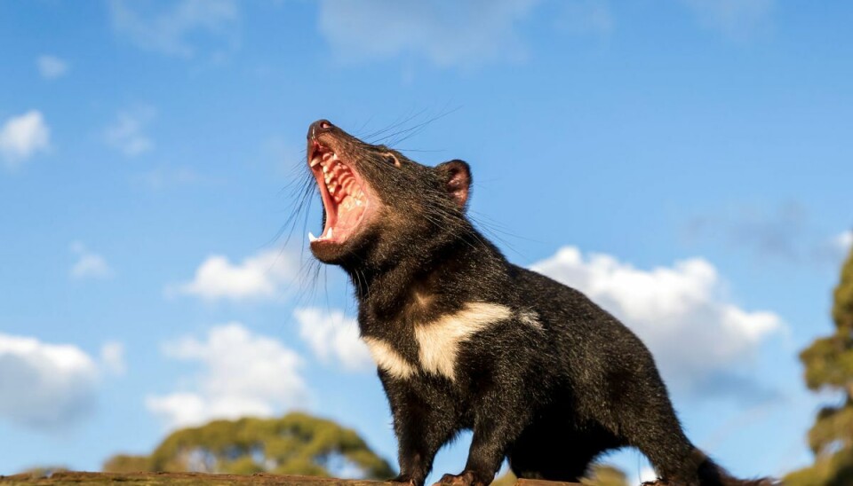 Den tasmanske djævel har udryddet alle pingviner fra Maria Island. Foto: AUSSIE ARK/Ritzau Scanpix Den tasmanske djævel har udryddet alle pingviner fra Maria Island. Foto: AUSSIE ARK/Ritzau Scanpix