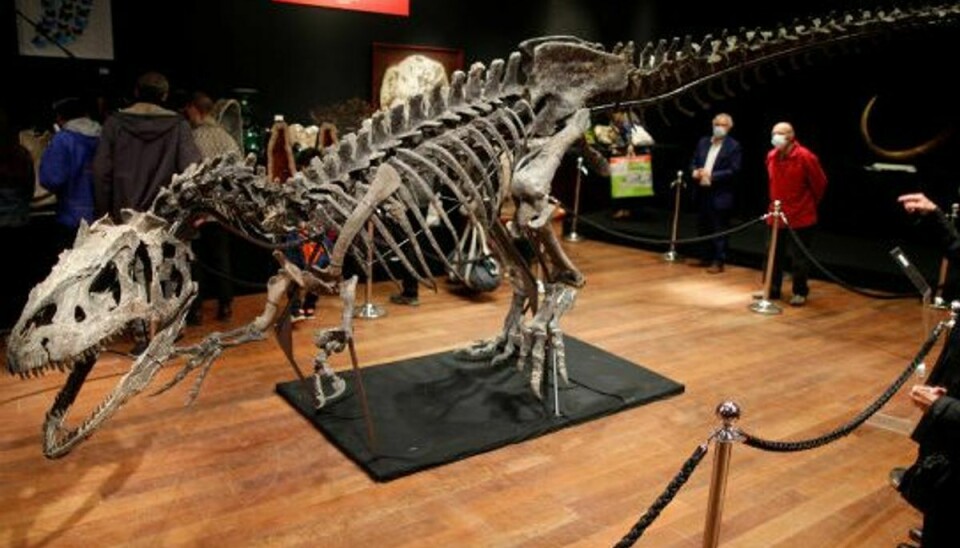 Besøgende kigger på skelettet af en allosaurus ved auktionshuset Drouot i Paris. Skelettet blev tirsdag solgt for cirka 22 millioner kroner. Foto: Charles Platiau/Reuters