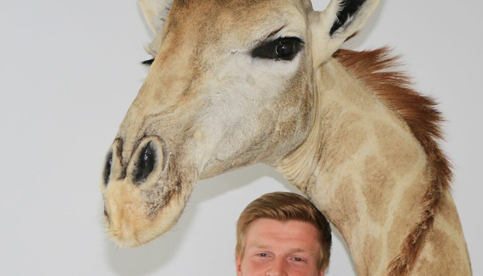Det er kun giraffens øverste kropsdel, Kenni har stående i stuen. Foto: newsbreak.dk Det er kun giraffens øverste kropsdel, Kenni har stående i stuen. Foto: newsbreak.dk