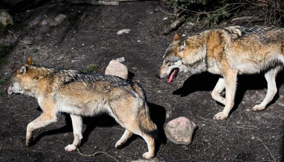 Der har været ulve i Københavns Zoo siden 1980, men det er slut nu. Tre ulve er blevet aflivet. (Arkivfoto) Foto: Ida Marie Odgaard/Scanpix