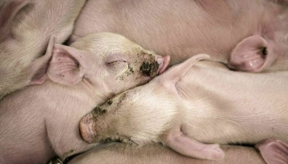Husdyr-MRSA er især kendt for at smitte fra svin til landmand. (Foto: Ida Guldbæk Arentsen/Scanpix)