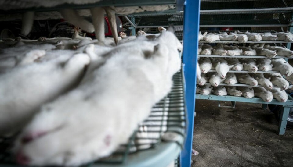 Fødevarestyrelsen: -En beklagelig situation Omkring 15 millioner mink skal aflives i Danmark i frygt for en særlig virusvariant, som er fundet hos mink. (Arkivfoto.) Foto: Mads Claus Rasmussen/Scanpix