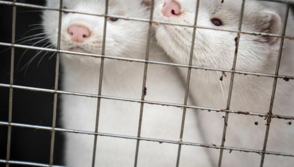 Også i USA kan man konstatere, at mink smittes med coronavirus og dør. På billedet ses dog to danske mink. (Arkivfoto) Foto: Mads Claus Rasmussen/Scanpix