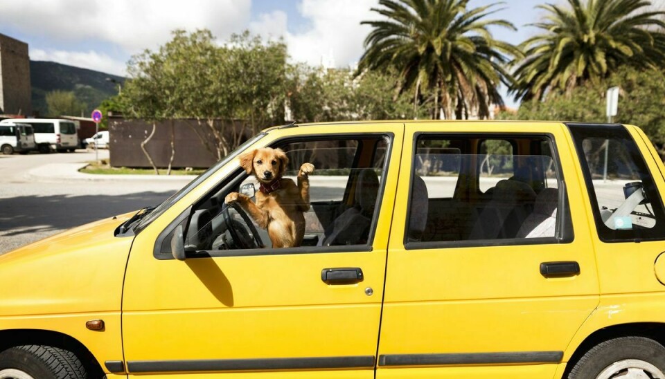 Det bliver rigtig farligt for hunden, hvis temperaturen i bilen stiger til over hundens egen kropstemperatur. Foto: JOHNER IMAGES