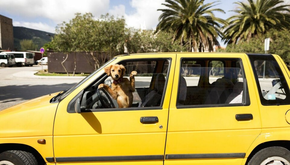 Det bliver rigtig farligt for hunden, hvis temperaturen i bilen stiger til over hundens egen kropstemperatur. Foto: JOHNER IMAGES