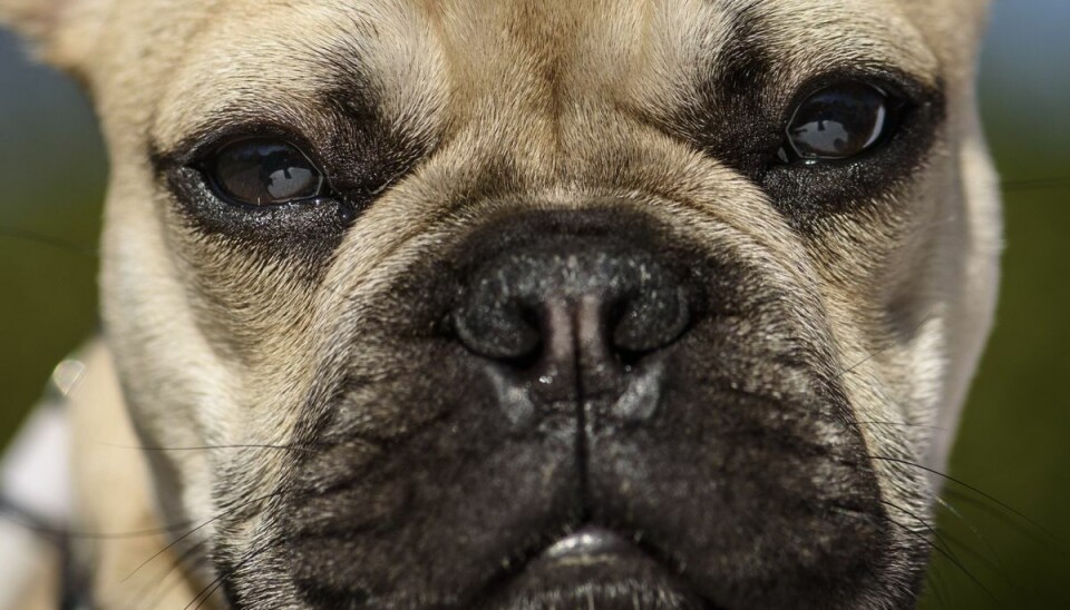 Tre mænd er dømt i en sag om indsmugling af hundehvalpe af racen fransk bulldog. Hunden på billedet har ikke noget med retssagen at gøre. Tre mænd er dømt i en sag om indsmugling af hundehvalpe af racen fransk bulldog. Hunden på billedet har ikke noget med retssagen at gøre.