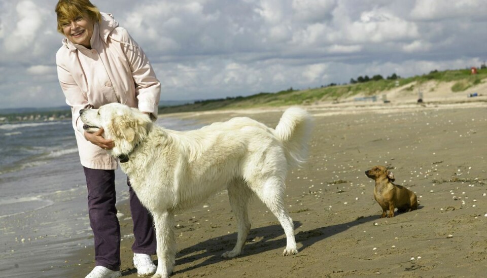 Her er reglerne for din vandhund