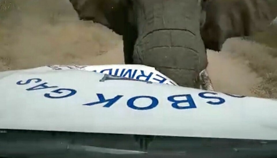 Voldsomt ser det ud, da elefanten angriber bilen.