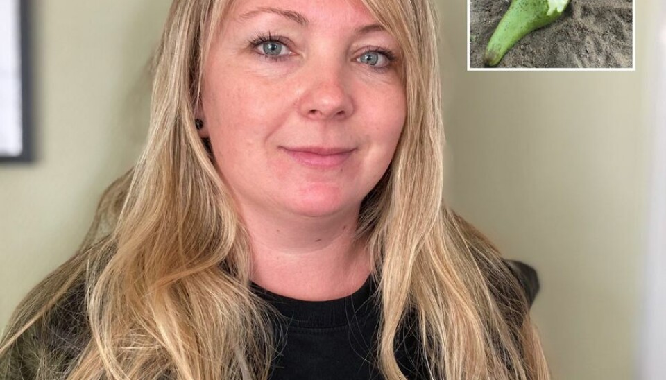 I weekenden blev en kanin mishandlet til døde (det vides ikke, om det er kaninen på billedet) af ukendte gerningsmænd i Dyreparken NBV. - Det er skrækkeligt, at nogen kan finde på at gøre sådan noget, lyder det fra dyrepasser Anette Jensen. Foto: Dyreparken NBV I weekenden blev en kanin mishandlet til døde (det vides ikke, om det er kaninen på billedet) af ukendte gerningsmænd i Dyreparken NBV. - Det er skrækkeligt, at nogen kan finde på at gøre sådan noget, lyder det fra dyrepasser Anette Jensen. Foto: Dyreparken NBV
