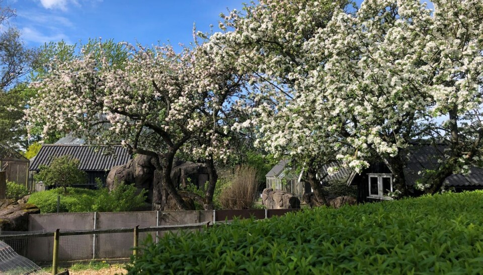 Det er i denne dyrepark i Hjørring, at en eller flere kaninmordere har været på spil. Foto: Dyreparken NBV