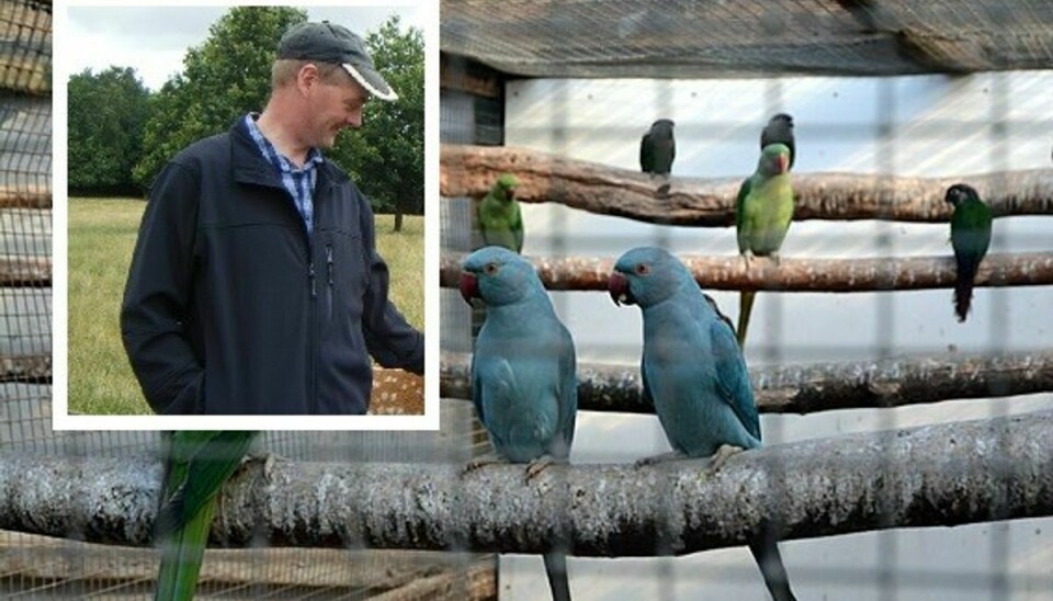 Arnfred Madsen kan nærmest ikke bære tanken om, at han måske er nødt til at aflive alle sine fugle. Foto: Bedsted Dyrehandel