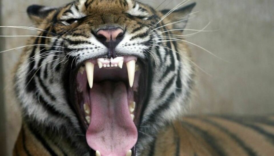 Mistænkt for 70 tigerdrab fanget efter 20 års flugt i Bangladesh. Foto: Scanpix.