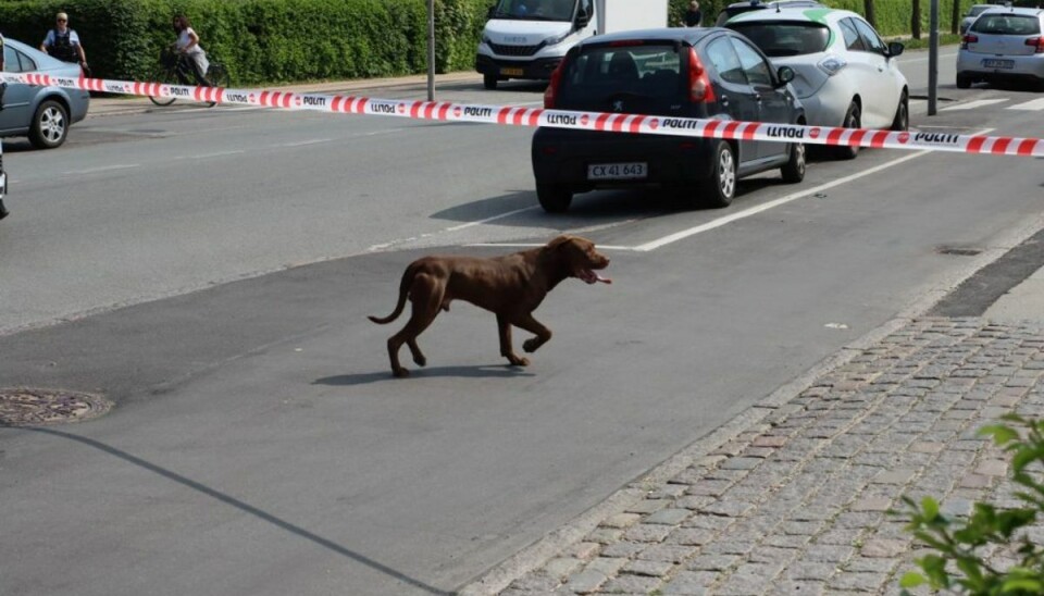 Hunden render stadig løs på Amager. Foto: presse-fotos.dk Hunden render stadig løs på Amager. Foto: presse-fotos.dk