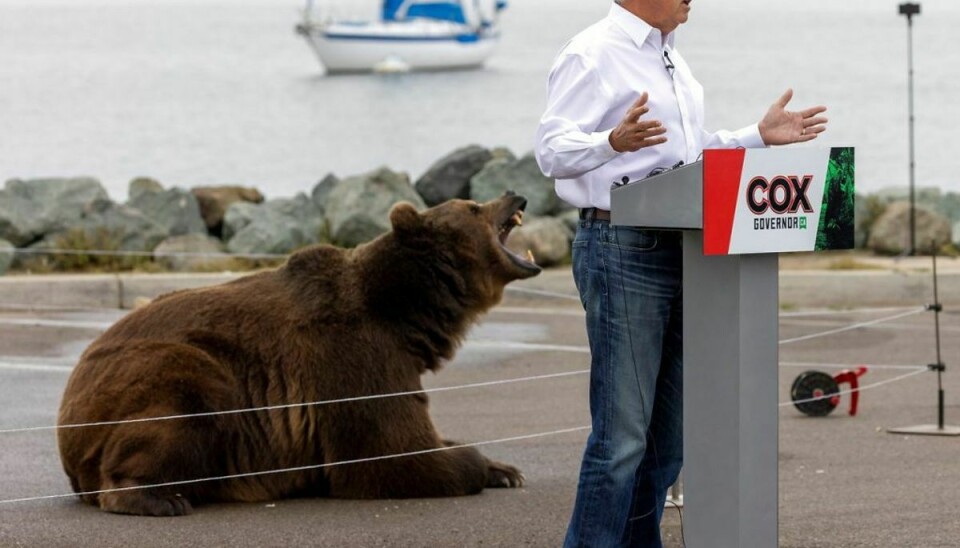 Politikeren John Cox har en bjørn med i sin valgkamp. Foto: Scanpix/Mike Blake