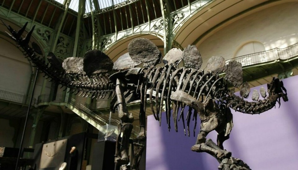 Det er en Stegosaurus a la denne, som manden blev fundet død i. Skelettet på billedet er dog udstillet på et museum i Paris. Foto: Benoit Tessier/Ritzau Scanpix