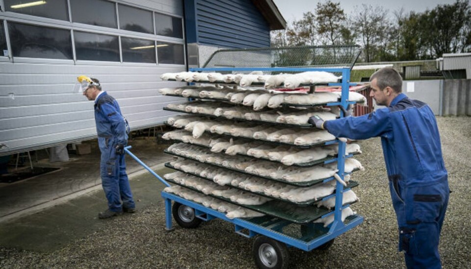 Mink aflives på minkfarm ved Næstved. Regeringen ønsker at forlænge fristen for aflivning af danske mink under “tempobonus”-ordningen fra den 16. til den 19. november. (Arkivfoto) Foto: Mads Claus Rasmussen/Scanpix