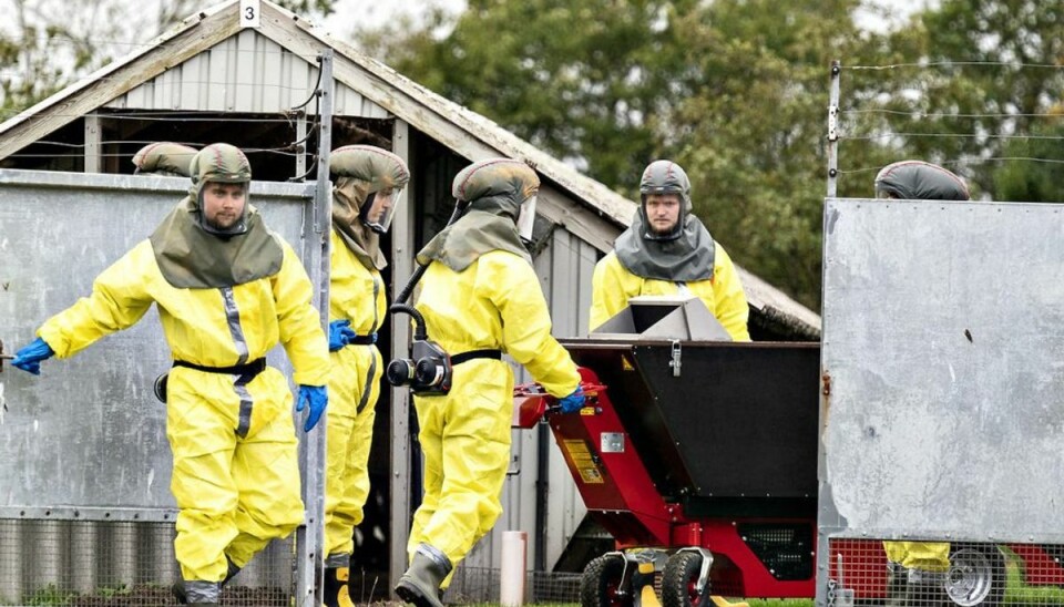 Døde mink kan være virus-bombe