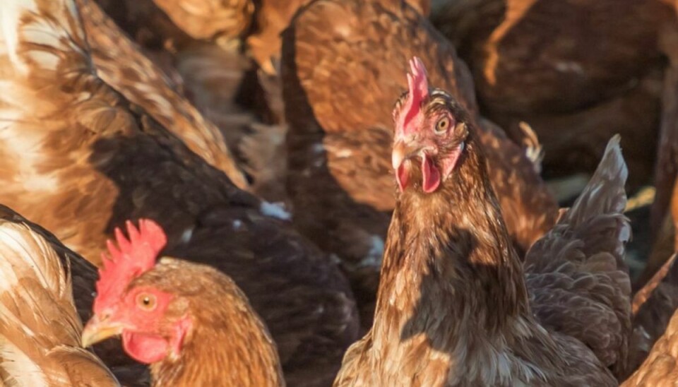 Som om det ikke er nok med coronavirus, skal vi også bøvle med fugleinfluenza. Foto: SSI