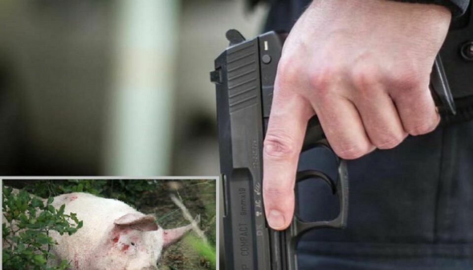 Betjente måtte fredag aflive fire grise – med pistoler. MODELfoto: Colourbox.