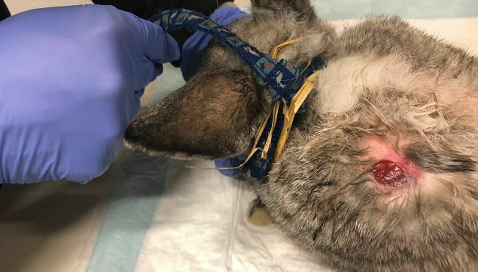 En løkke om halsen og åbne sår var blot en del af det syn, der mødte dyrlægen, da de mishandlede kaniner blev bragt ind. KLIK for flere billeder. Foto: Egelund Dyreklinik.