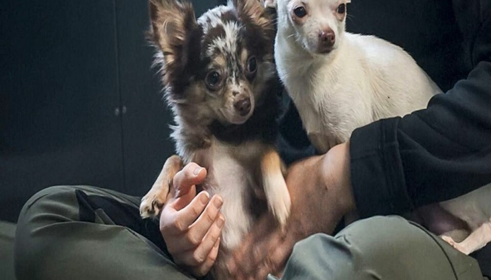 Mere end 200 hunde er kommet på internater siden årets begyndelse. KLIK og se flere billeder og fakta-tal fra 2017. Foto: Dyrenes Beskyttelse. Mere end 200 hunde er kommet på internater siden årets begyndelse. KLIK og se flere billeder og fakta-tal fra 2017. Foto: Dyrenes Beskyttelse.