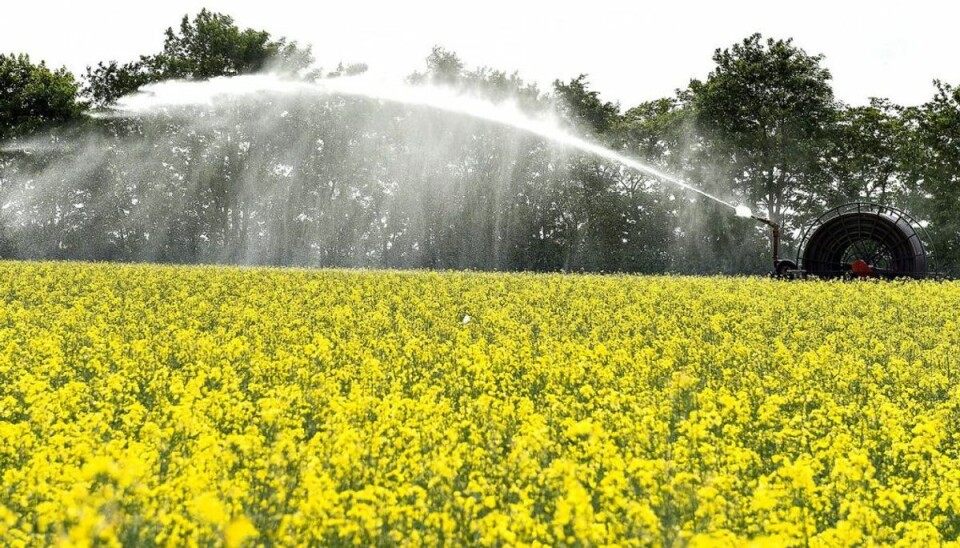 Vejret 25. maj 2018 bliver varmt og tørt – men så er det også ovre for denne omgang. I hvert tilfælde når det handler om tørheden. Der er nemlig byger på vej. Arkivfoto: Henning Bagger/Scanpix