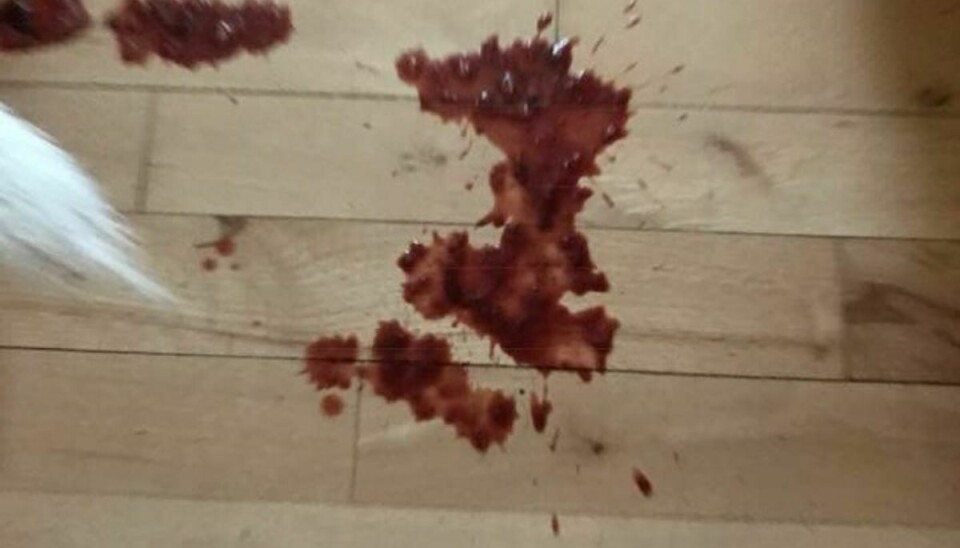 Rørte man ved Teddys mave, stod der blod ud af enden på ham. Foto: Privat.