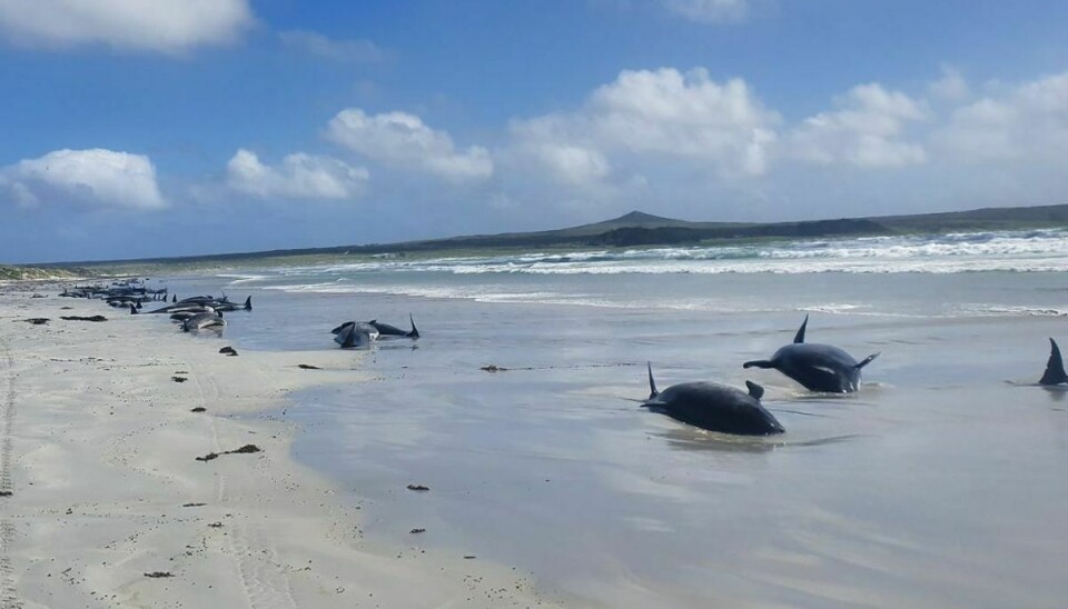I alt har 97 grindehvaler og tre delfiner mistet livet. Foto: Ritzau Scanpix.