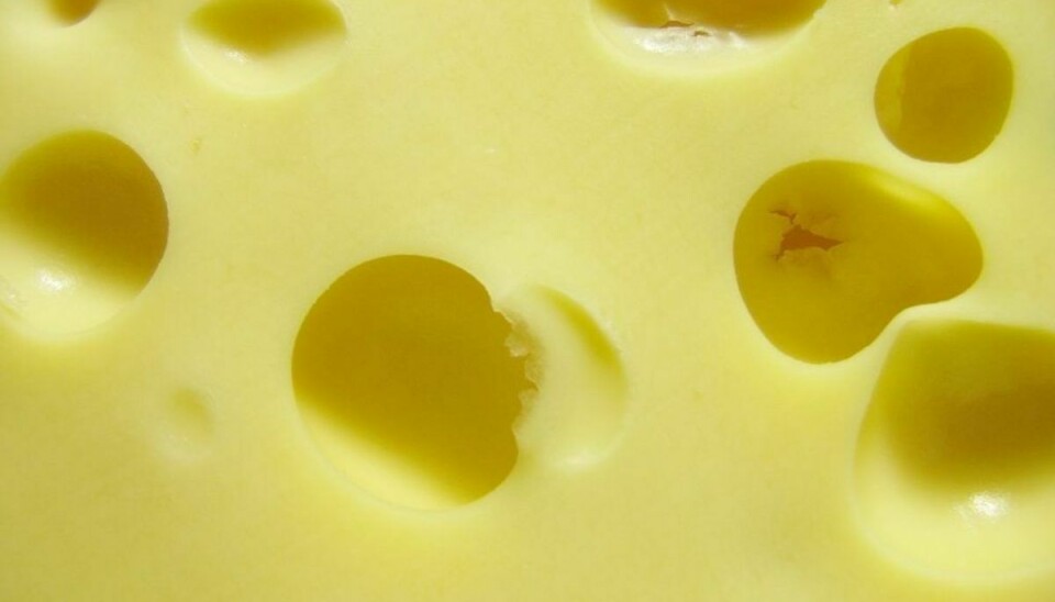 Der er konstateret mug i en ost – en af den slags, der ikke skal være mug i. KLIK og se pakken. Foto: Colourbox.