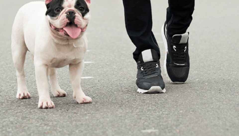 Blaffende franskmand lufter hund på motorvej