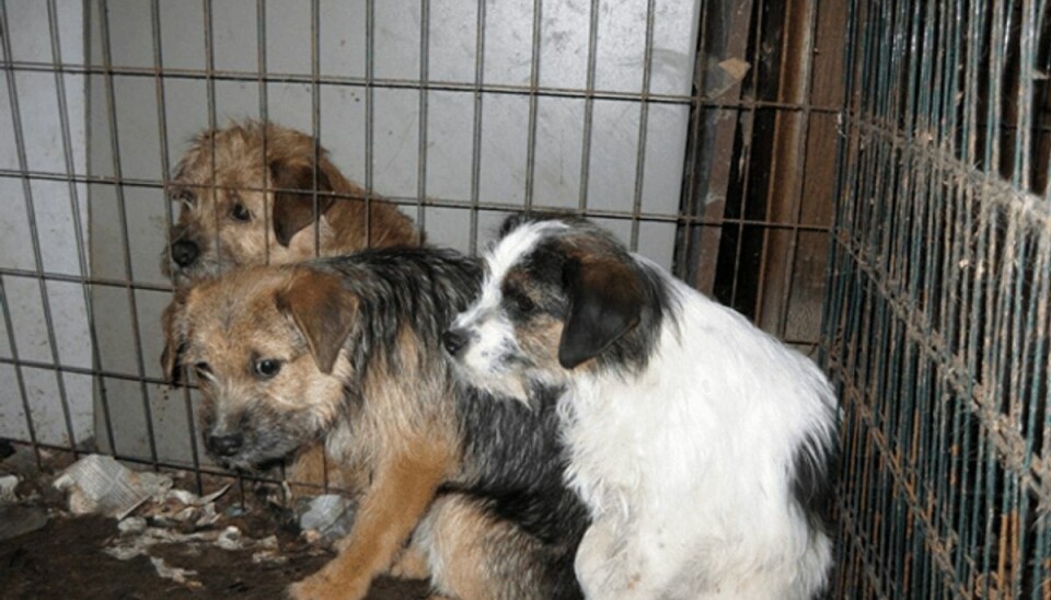 Politiet frelser hunde fra mørkt helvede: De var smurt ind i lort