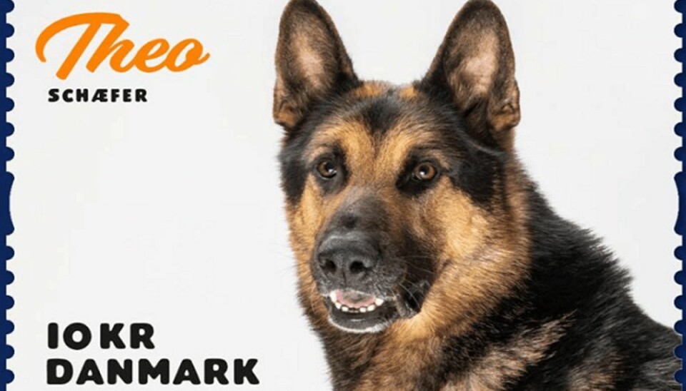 Dansk politihund klar til at indtage verden Sådan ser politihunden Theo ud – på et frimærke. Foto: Politiet.