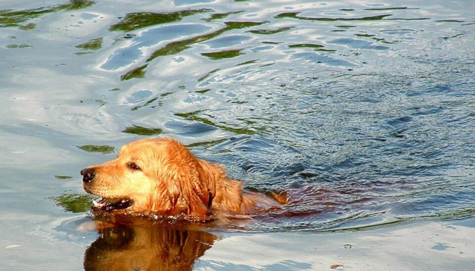 Sådan bliver din hund vild med vandet